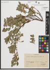 Foto von Salix pyrenaica Gouan
